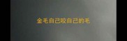 金毛自己咬自己的毛