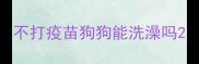 不打疫苗狗狗能洗澡吗