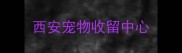 西安宠物收留中心