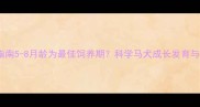 马犬饲养指南5-8月龄为最佳饲养期科学马犬成长发育与领养时机