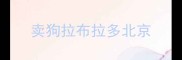 卖狗拉布拉多北京