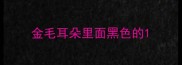 金毛耳朵里面黑色的
