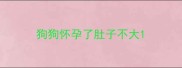 狗狗怀孕了肚子不大