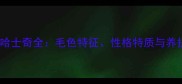 红棕色哈士奇全毛色特征性格特质与养护指南