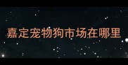 嘉定宠物狗市场在哪里