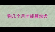 狗几个月才能算幼犬