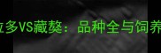 拉布拉多VS藏獒品种全与饲养指南