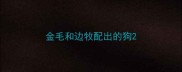 金毛和边牧配出的狗