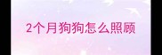 2个月狗狗怎么照顾