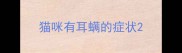 猫咪有耳螨的症状