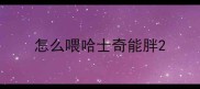怎么喂哈士奇能胖