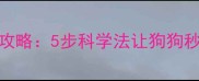 边境牧羊犬蹲立训练全攻略5步科学法让狗狗秒懂指令附训练视频