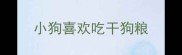 小狗喜欢吃干狗粮