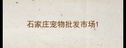 石家庄宠物批发市场