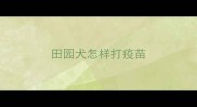 田园犬怎样打疫苗