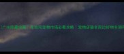 广州隐藏宝藏花地湾宠物市场必看攻略宠物店猫舍周边好物全测评