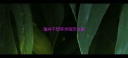 猫咪不想带伊丽莎白圈