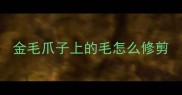 金毛爪子上的毛怎么修剪