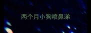 两个月小狗喷鼻涕