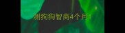 测狗狗智商4个月