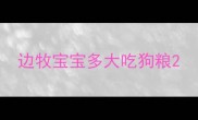 边牧宝宝多大吃狗粮