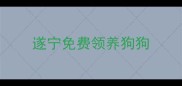遂宁免费领养狗狗