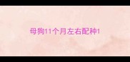母狗11个月左右配种