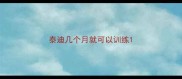 泰迪几个月就可以训练