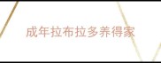 成年拉布拉多养得家