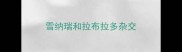 雪纳瑞和拉布拉多杂交