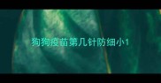 狗狗疫苗第几针防细小
