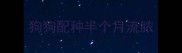 狗狗配种半个月流脓