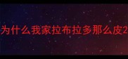 为什么我家拉布拉多那么皮