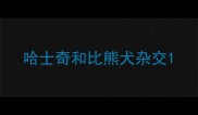 哈士奇和比熊犬杂交