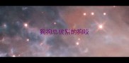 狗狗总被别的狗咬