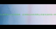 比哈士奇更粘人的犬种推荐这5种高互动性狗狗让你家毛孩秒变小棉袄