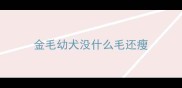 金毛幼犬没什么毛还瘦