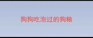 狗狗吃泡过的狗粮