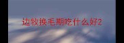 边牧换毛期吃什么好