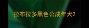 拉布拉多黑色公成年犬