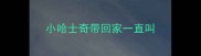 小哈士奇带回家一直叫