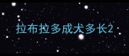 拉布拉多成犬多长