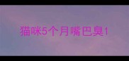 猫咪5个月嘴巴臭