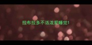 拉布拉多不活泼爱睡觉