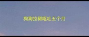 狗狗拉稀呕吐五个月