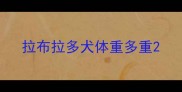 拉布拉多犬体重多重