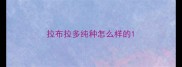 拉布拉多纯种怎么样的