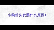 小狗舌头发黑什么原因