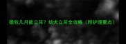 德牧几月能立耳幼犬立耳全攻略附护理要点