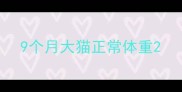 9个月大猫正常体重